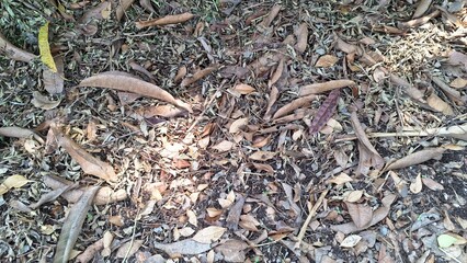 Close-up Texture of Dry and Dead Leaves Scattered on the Ground in a Woodland Setting