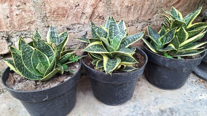Snake Plant (Sansevieria trifasciata): Lush Green Foliage, Top Choice for Indoor Air Quality