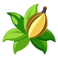 Vector of fresh green banana blossom (mocha) with layered petals, isolated white background