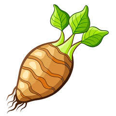 Vector drawing of fresh taro corm with roots attached, white background