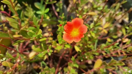 Delicate Portulaca Oleracea Granatus Blossom with Green Foliage Background