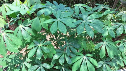 Detailed Close-up of Manihot esculenta Leaves, Showcasing the Intricate Vein Structure and Palmate...