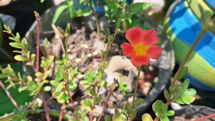 Colorful Portulaca Oleracea Granatus in Full Bloom - Summer Floral Beauty