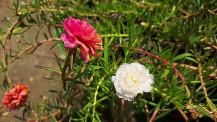 Macro Portulaca grandiflora white and pink Flower Blooming, Succulent Moss Rose Sun Rose Purslane Plant in Garden with Natural Background
