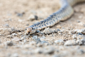 A snake is on the ground with its head down