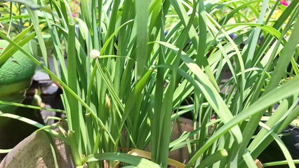 Vibrant Lemongrass Bush (Cymbopogon Citratus) in Natural Setting: Aromatic Leaves Used for Cooking and Essential Oils