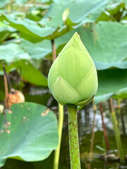 lotus leaf in the pond