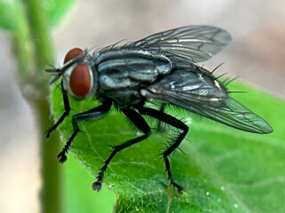close up of a fly
