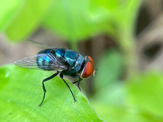 fly on green leaf
