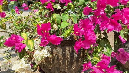 White and Pink Variegated Bougainvillea Glabra in Full Bloom – Close-up of Tropical Paper Flowers Blossoming Naturally in Sunlight Outdoors