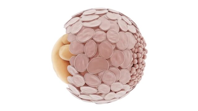 Medical illustration of a human blastocyst at week one of embryonic development, showing the inner cell mass and outer trophoblast layer.