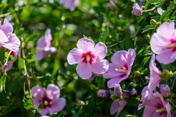 A close-up photo of the Rose of Sharon (Mugunghwa), Korea's national flower that blooms in early summer.