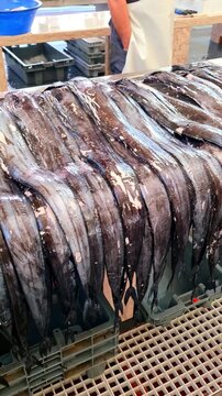 A close-up of a large catch of black
scabbardfish (espada) neatly arranged in rows
on a fish market counter. The long, dark bodies
of the fish have a distinctive metallic sheen.