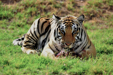 tiger carnivore devouring red meat