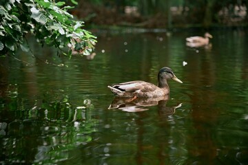 Wild duck gracefully swimming on a calm pond with green reflections of trees in water. Perfect for...