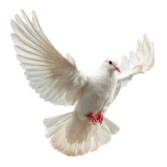 Fototapeta premium A white dove with its wings spread wide against a Transparent Background