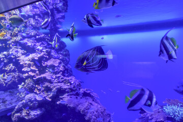 水族館　水槽の中を気持ちよさそうに泳ぐ魚たち