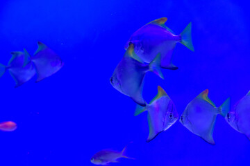 水族館　水槽の中を気持ちよさそうに泳ぐ魚たち