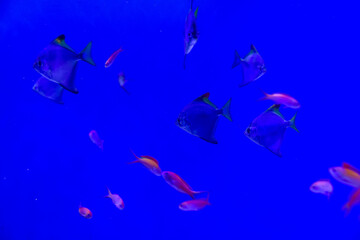 水族館　水槽の中を気持ちよさそうに泳ぐ魚たち