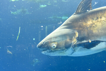 水族館　水槽の中を気持ちよさそうに泳ぐ魚たち