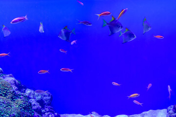 水族館　水槽の中を気持ちよさそうに泳ぐ魚たち