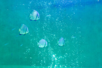 水族館　水槽の中を気持ちよさそうに泳ぐ魚たち