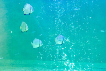 水族館　水槽の中を気持ちよさそうに泳ぐ魚たち
