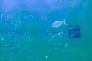 水族館　水槽の中を気持ちよさそうに泳ぐ魚たち