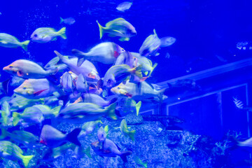 水族館　水槽の中を気持ちよさそうに泳ぐ魚たち