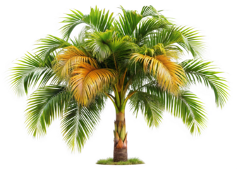 Peach Palm (Bactris gasipaes)