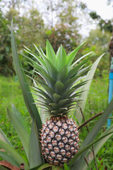 Fototapeta premium Close-up of young pineapple fruit on the tree in the Myanmar organic farm. 