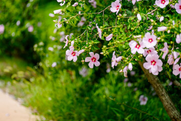 A landscape photo of a country road lined with Rose of Sharon (Mugunghwa), Korea's national flower that blooms in early summer.