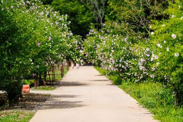 A landscape photo of a country road lined with Rose of Sharon (Mugunghwa), Korea's national flower that blooms in early summer.
