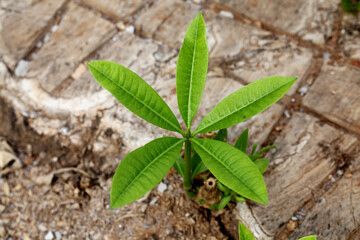 Green shoot from tree stump,Close up