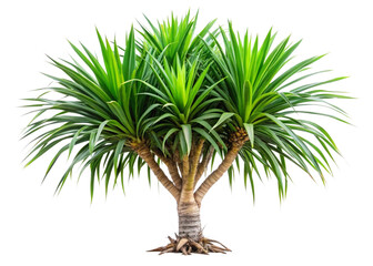 Obraz premium Pandanus (Screw Pine)