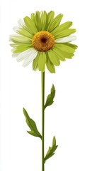 Naklejka premium Light Green Daisy Flower on White Background