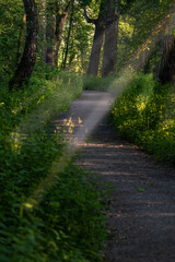 Naklejka premium Sun rays shining through tree branches by a rocky path in the forest. 