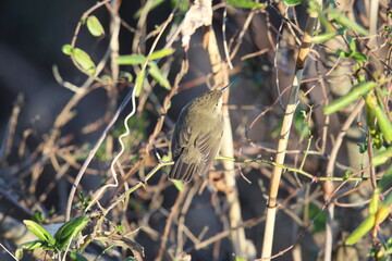 Blyth's reed warbler (Acrocephalus dumetorum) is a species of reed warbler belonging to the family Acrocephalidae. This photo was taken in Japan.