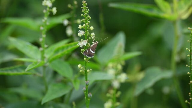 Spoladea recurvalis. Its common names &nbsp;beet webworm moth&nbsp;and &nbsp;Hawaiian beet webworm moth. This is a species of&nbsp;moth&nbsp;of the family&nbsp;Crambidae. It is found worldwide, but mainly in the tropics.