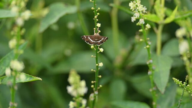 Spoladea recurvalis. Its common names &nbsp;beet webworm moth&nbsp;and &nbsp;Hawaiian beet webworm moth. This is a species of&nbsp;moth&nbsp;of the family&nbsp;Crambidae. It is found worldwide, but mainly in the tropics.