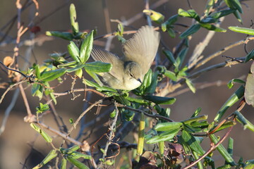 Blyth's reed warbler (Acrocephalus dumetorum) is a species of reed warbler belonging to the family Acrocephalidae. This photo was taken in Japan.
