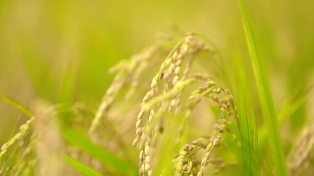 稲刈り前のイメージ映像