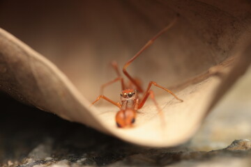 The ant-mimicking spider is a jumping spider of the family Salticidae that has evolved to resemble red weaver ants in both form and behavior. By raising its forelegs to imitate ant antennae,