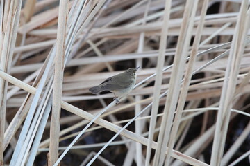 Blyth's reed warbler (Acrocephalus dumetorum) is a species of reed warbler belonging to the family Acrocephalidae. This photo was taken in Japan.