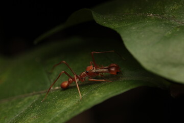 The Kerengga ant-like jumper (Myrmarachne plataleoides) is a jumping spider belonging to the Salticidae family. It has evolved to mimic the morphology, coloration, 