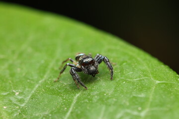  Jumping spiders are active hunters relying on superb to detect and leap onto prey without using webs. Perching on a leaf captured prey highlights their ecological role as efficient insect predators.