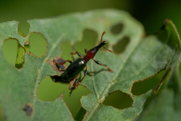 Spotted leaf-rolling weevil - Paroplapoderus pardalis