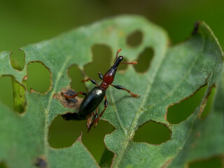 Spotted leaf-rolling weevil - Paroplapoderus pardalis