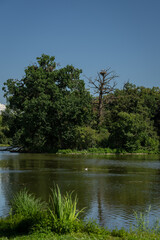 A family of storks &ndash; white stork on a nest in a distant leafless tree.
