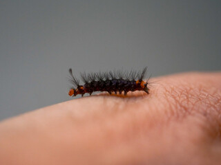 Tiger moth caterpillar black with orange head and rear -  species of Mauritius crawling on human hand